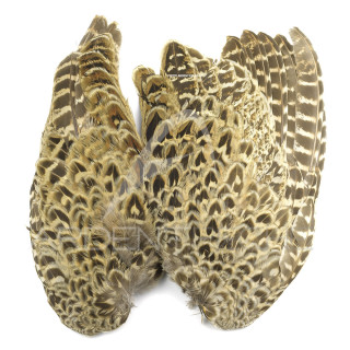 Faisane La paire daile