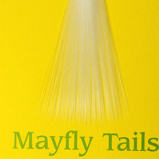 Mayfly tails