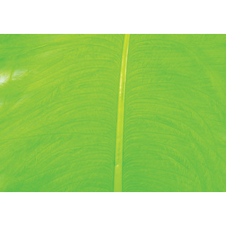 Autruche herls sur tige