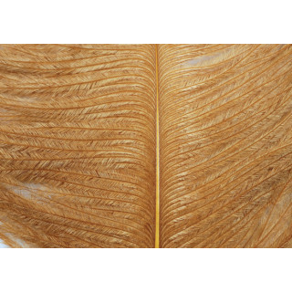 Autruche herls sur tige