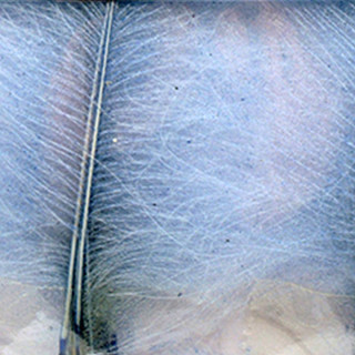 Cul de canard DEVAUX select