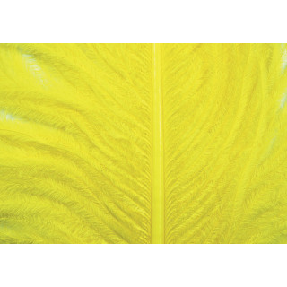 Autruche herls sur tige