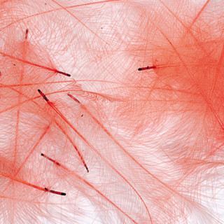 Cul de canard PETITJEAN 1gr