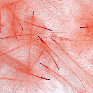 Cul de canard PETITJEAN 1gr