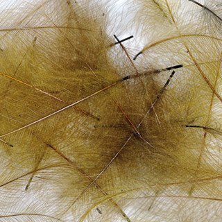 Cul de canard PETITJEAN 1gr