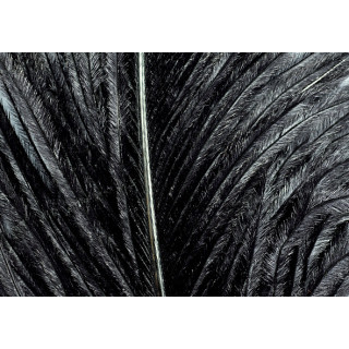 Autruche herls sur tige