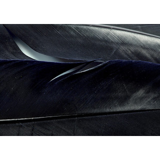 Dinde plume d´aile teintées