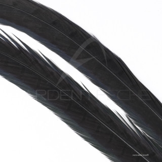 Faisan commun queue teintée