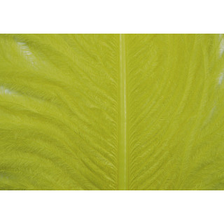 Autruche herls sur tige