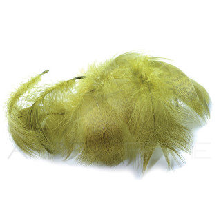 Canard poitrail mâle