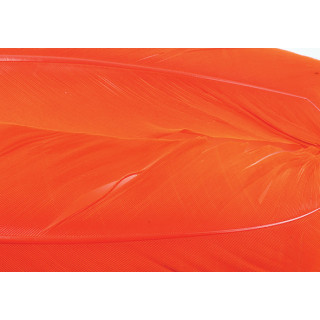 Dinde plume d´aile teintées