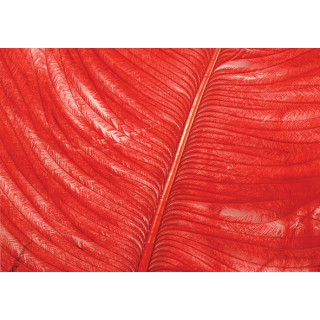 Autruche herls sur tige