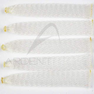 Corps de crabe EP SOFT SHELL CRAB BODY