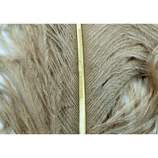 Autruche herls sur tige