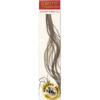 Plumes de coq WHITING 100